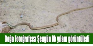 Doğa Fotoğrafçısı Şengün uçan ok yılanını fotoğrafladı