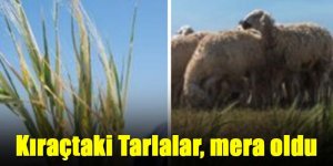 Konya ovasında kuraklık, Kıraçtaki tarlalar mera oldu koyunlar otluyor