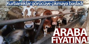 Araba fiyatına kurbanlıklar satışta