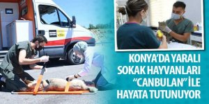 Konya’da Yaralı Sokak Hayvanları “Canbulan” İle Hayata Tutunuyor