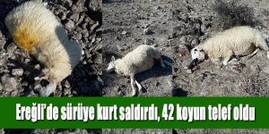 Ereğli’de sürüye kurt saldırdı, 42 koyun telef oldu