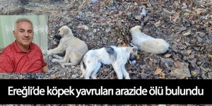 Ereğli’de yavru köpekler arazide ölü bulundu