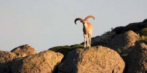 Mahkemeden 7 yaban koyunu ile 3 yaban keçisi avına ikinci karar