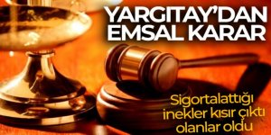 Sigortalattığı inekler kısır çıktı, olanlar oldu