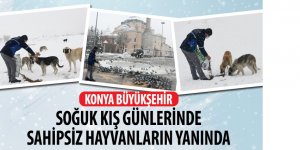 Konya Büyükşehir Soğuk Kış Günlerinde Sahipsiz Hayvanların Yanında