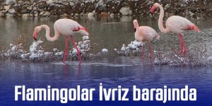 Flamingolar İvriz barajında