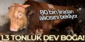 1,3 tonluk kurbanlık boğa 80 bin liradan satışa çıktı