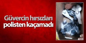 Güvercin hırsızları polisten kaçamadı