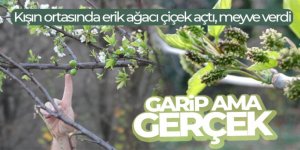 Garip ama gerçek