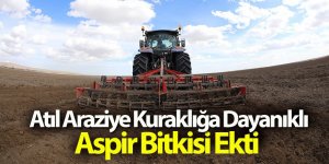 Konya Büyükşehir 800 Bin Metrekarelik Atıl Araziye Kuraklığa Dayanıklı Aspir Bitkisi Ekti