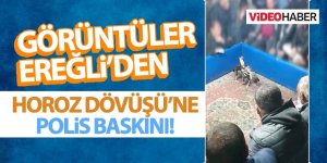 HAYVAN KORUMA DERNEĞİ’NDE HOROZ DÖVÜŞÜNE POLİS BASKINI!