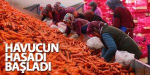 Aromasını Konya Ovasından alan havucun hasadı başladı