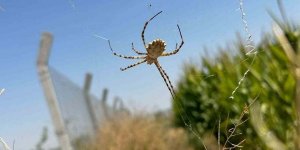 Örümceği görünce tarlasına girmeye korkar oldu