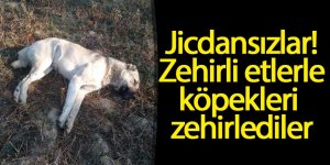 Köpekleri atılan zehirli etlerle zehirlediler, 5 Kangal köpeğinden 3'ü öldü