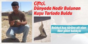 Çiftçi, Dünyada Nadir Bulunan Kuşu Tarlada Buldu