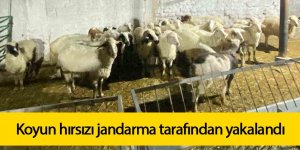 Koyun hırsızı jandarma tarafından yakalandı