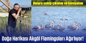 Doğa Harikası Akgöl Flamingoları Ağırlıyor!