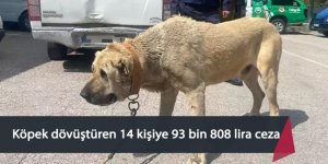 Köpek dövüştüren 14 kişiye 93 bin 808 lira ceza