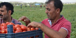 TÜRKİYE VE DÜNYAYA ZENGEN İSMİNİ DOMATESLE DUYURDU