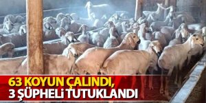 63 koyun çalındı, 3 şüpheli tutuklandı