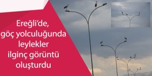 Ereğli’de, göç yolculuğunda leylekler ilginç görüntü oluşturdu