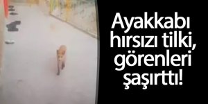 Ayakkabı hırsızı tilki, görenleri şaşırttı!