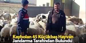 Kaybolan 45 Küçükbaş Hayvan Jandarma Tarafından Bulundu