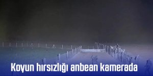 Koyun hırsızlığı anbean kamerada