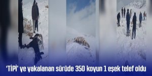 ‘TİPİ’ ye yakalanan sürüde 350 koyun 1 eşek telef oldu