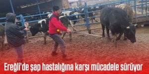 Ereğli’de şap hastalığına karşı mücadele sürüyor!