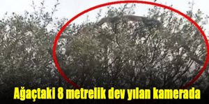 Dev yılanı gören çiftçi şok oldu: Ağaçtaki 8 metrelik o yılan kamerada