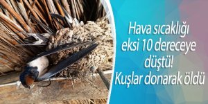 Hava sıcaklığı eksi 10 dereceye düştü! Kuşlar donarak öldü