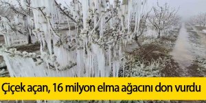 Çiçek açan 16 milyon elma ağacını don vurdu