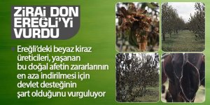 Konya Ereğli'de ani soğuk! Kiraz bahçeleri don nedeniyle hasar gördü