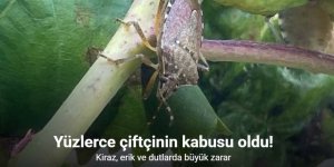 Kiraz, erik ve dutlarda büyük zarar