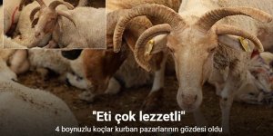 4 boynuzlu koçlar kurban pazarlarının gözdesi oldu