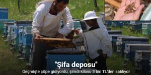 Geçmişte çöpe gidiyordu, şimdi kilosu 3 bin TL’den satılıyor