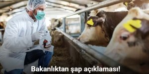 Tarım ve Orman Bakanlığı'ndan şap açıklaması!