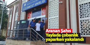Aranan Şahıs Yaylada Yakalandı