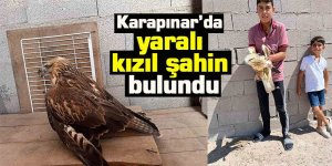 Karapınar’da yaralı kızıl şahin bulundu