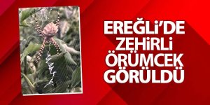 Ereğli'de Tehlikeli Misafir: Loplu Örümcek