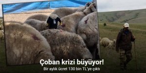 Çoban krizi büyüyor: Bir aylık ücret 130 bin TL’ye çıktı
