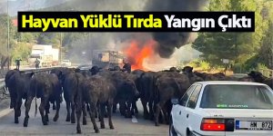 Hayvan Yüklü Tırda Yangın Çıktı