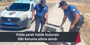 Yolda yaralı halde bulunan tilki koruma altına alındı
