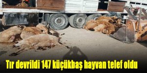 Devrilen tırdaki 147 küçükbaş hayvan telef oldu