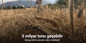 Dünya tahıl arzında rekor beklenti