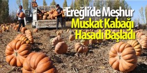 Ereğli’de Meşhur Muskat Kabağı Hasadı Başladı