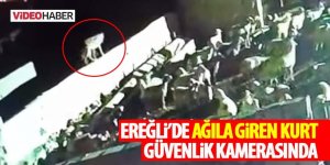 Ereğli’de Ağıla Giren Kurt Güvenlik Kamerasında