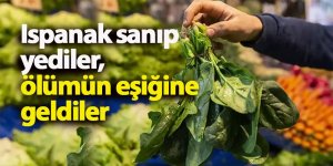 Ispanak sanıp yediler, ölümün eşiğine geldiler