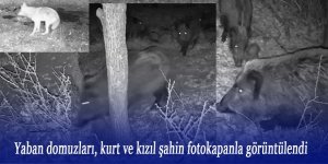 Yaban domuzları, kurt ve kızıl şahin fotokapanla görüntülendi